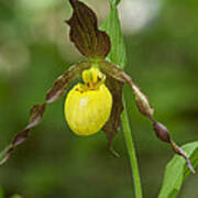 Large Yellow Lady Slipper Orchid Dspf0251 Art Print