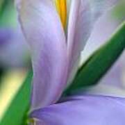 Lavender Iris Art Print