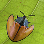 Leaf Beetle Paramaribo Surinam Art Print