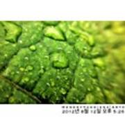 #leaf #macro #green #beautiful  #한국 Art Print