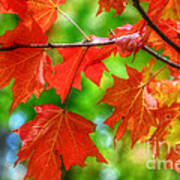 Leaves Of Red Autumn Vivid Colors Art Print