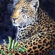 Leopard  Sold  Prints Available Art Print