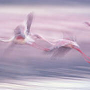 Lesser Flamingo Phoenicopterus Minor Art Print