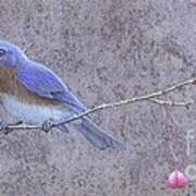 Liberty - Eastern Bluebird On Wahoo Branch Art Print