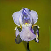 Lilac Blue Iris Flower Ii Art Print