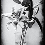 Lily 320bw Art Print