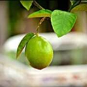 #lime #green #fruit #tree #bush #summer Art Print