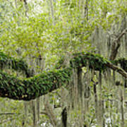 Live Oak With Ferns And Spanish Moss Art Print