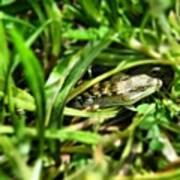 Lizard In Grass Art Print