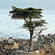 Lone Cypress 1 Art Print