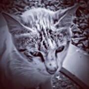 Lonely Cat #iphonesia #iphoneonly Art Print