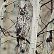 Long Eared Owl Perching In A Tree Art Print