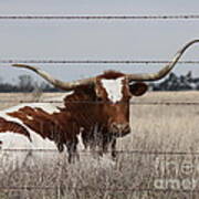 Long Horn Cow Art Print