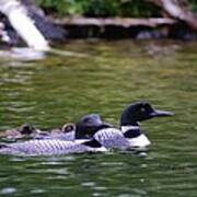 Loons With Twins 4 Art Print