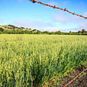 Los Olivos Hay Field Art Print