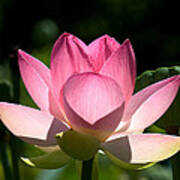 Lotus Beauty--radiant Beauty Dl011 Art Print