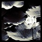 Lotus's Glitter Filter:gotham Art Print