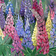 Lupines Art Print