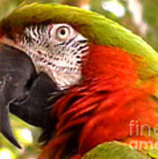 Macaw Alert Art Print
