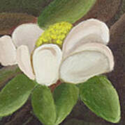 Magnificient Magnolia Art Print