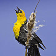 Male Yellow-headed Blackbird In Mating Display Art Print