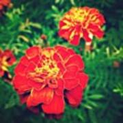 #marigold #flowers #gang_family Art Print