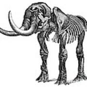 Mastodon, Cenozoic Mammal Art Print