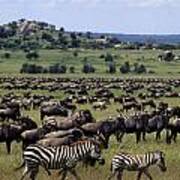 Migration - Serengeti Plains Tanzania Art Print