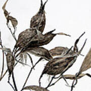 Milkweed In Winter Art Print