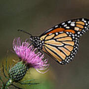 Monarch Butterfly On Thistle 13a Art Print