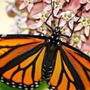 Monarch On Milkweed 5 Art Print