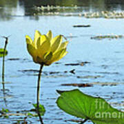 Morning Lotus Pond Art Print