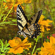 Morning Tiger Swallowtail Art Print