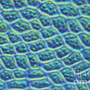Moss Cells Art Print