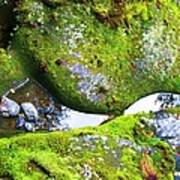 Mossy Rocks And Water Reflections Art Print