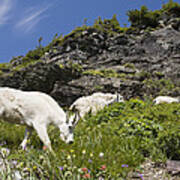 Mountain Goat Ewes And Kid Grazing Art Print