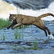 Mountain Lion Puma Concolor Leaping Art Print