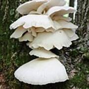 Mushroom Cluster Art Print