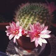 My New Baby #cactus - #flowers #pink Art Print