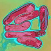 Mycobacterium Bovis, Tem Art Print