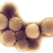 Mycoplasma Mycoides Bacteria Art Print