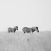 Namibia Zebras I Art Print
