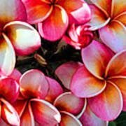 Natural Plumeria Wreath Art Print