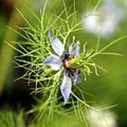 Nigella Flower Art Print