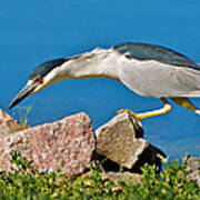 Night Heron At Ketring Lake Art Print