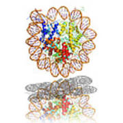 Nucleosome Molecule Art Print
