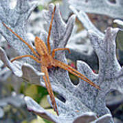 Nursery Web Spider - Pisaurina Mira Art Print