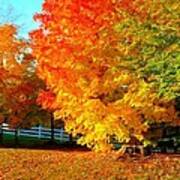 Ohio Autumn Maples Art Print