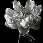 Open Peony In Black And White Art Print