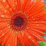 Orange Flower With Raindrops Art Print